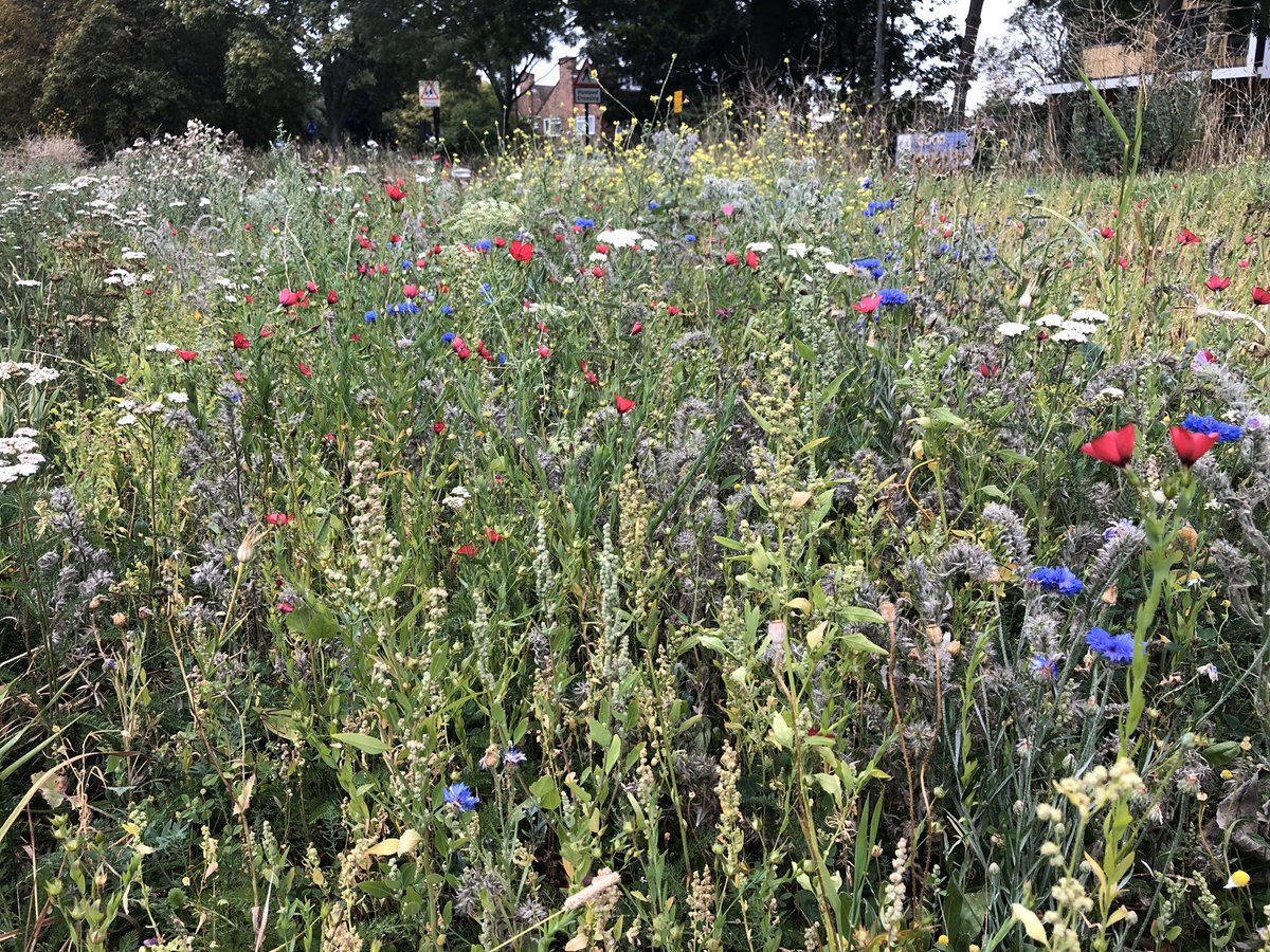 JJM_Ealing's tweet photo. Hello #Pitshanger #GBHighSt residents If you’re visiting #Pitshangerpark #Clevelandpark or #Scotchcommon over this weekend meeting friends, please don’t leave litter behind #Binit or if the bins are full, please take it home with you. Don’t risk spreading the virus #StayAlert https://t.co/OndTqW9UVM