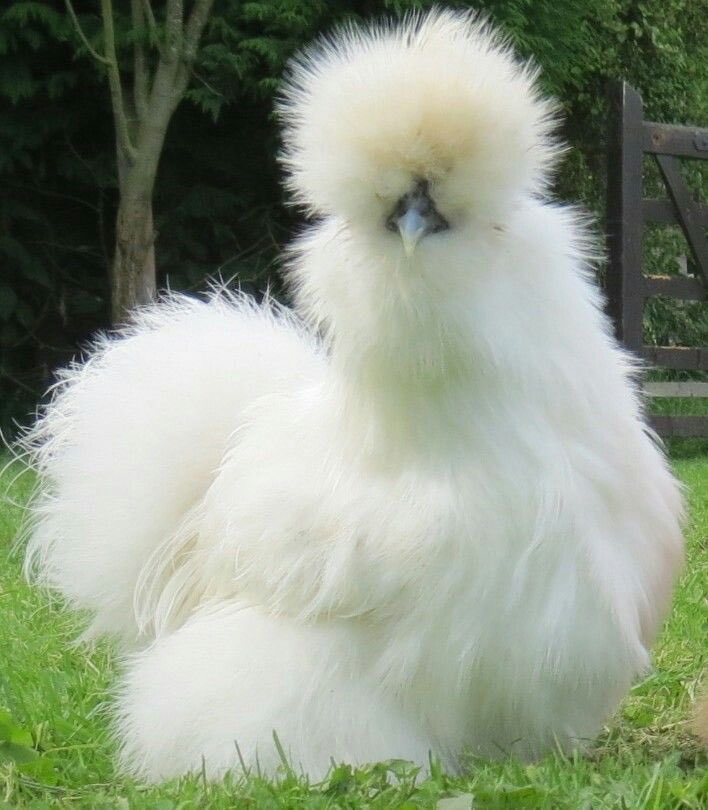 knap Svig vidne Nikki García on Twitter: "Acabo de descubrir a las gallinas sedosas del Japón. Y ahora qué hacemos. https://t.co/suMJJchGRg" / Twitter knap Svig vidne Nikki García on Twitter: "Acabo de descubrir a las gallinas sedosas del Japón. Y ahora qué hacemos. https://t.co/suMJJchGRg" / Twitter
