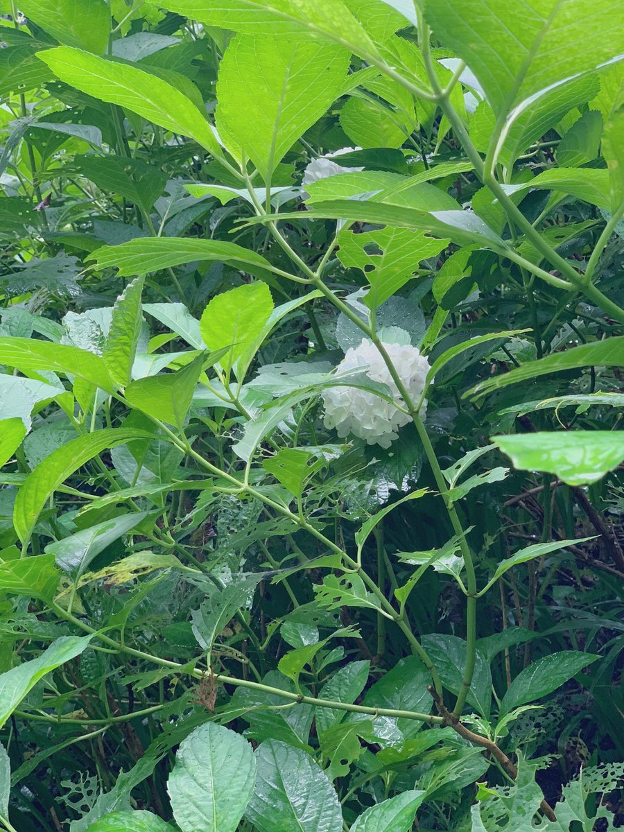 tamutamuweb's tweet photo. 雨と雨の合間に。 https://t.co/qJMhMGad26