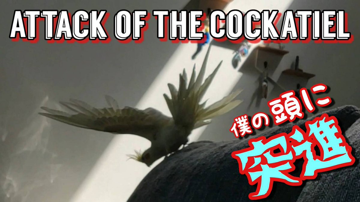 Check out our new video!
新しい動画をアップしました!
#birds #pets #インコ #突進 
.
youtu.be/JW4sYfiQIYA