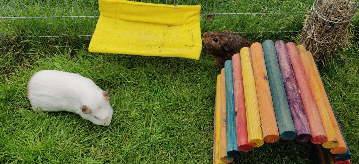 sleepy_burrows's tweet photo. Good Morning - it's so lovely to welcome back Flash & Charlie. They are both settling in well. During lockdown they have enjoyed lots of cuddles from the children, and rest assured we will give them lots of cuddles #guineapigs #smallpetboarding #Essex #Londonpetsitter #rabbit https://t.co/OQx8cLcVAs