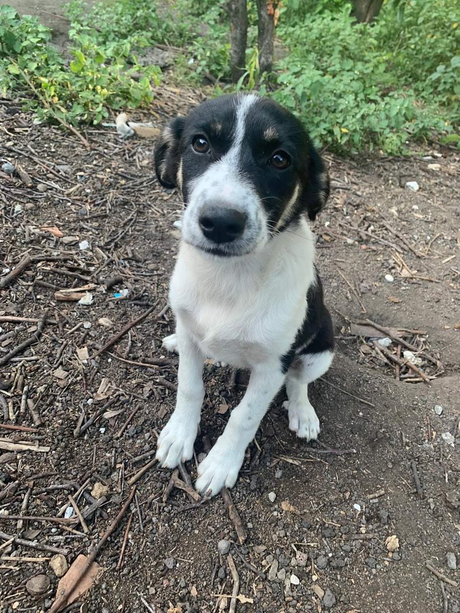 massimo4951's tweet photo. Frida ❤️

Questa piccoletta vive in un terreno insieme alla mamma e ai fratellini...ha solo 5 mesi..
È una taglia medio piccola... sarà sui 10/12 chili circa da adulta la mamma ne pesa 7
Verrà affidata sverminata vaccinata e chippata Campania SMS tramite whatsapp al 3454300293. https://t.co/ec4aTPFw8p