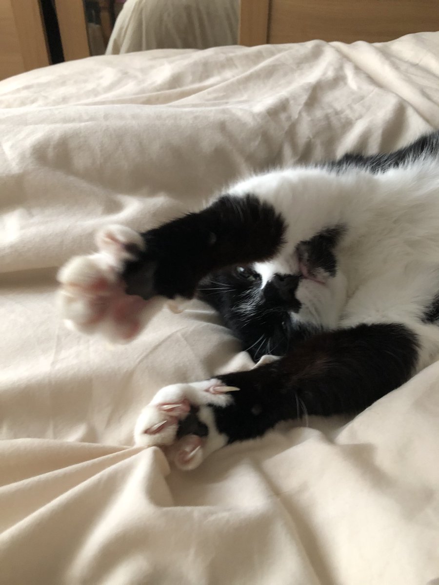 rufus_age's tweet photo. It’s a duvet day for me today! What are all you hep cats up to? #bedhead #toebeans https://t.co/dFihzs4bB1
