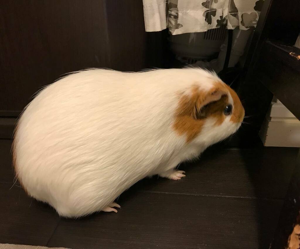 moruhiro's tweet image. おちょーぢき　みたの instagr.am/p/CCxwJ63HfWx/