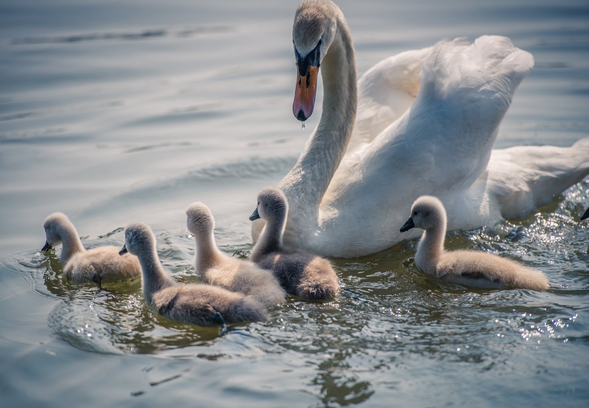 IngeborgRuyken's tweet photo. 1-2-3-4-5
#nature #naturephotography #landscape #landscapephotography #spring #Empel #Empelsnieuws #swan #swanlings https://t.co/88hQk0BMQn