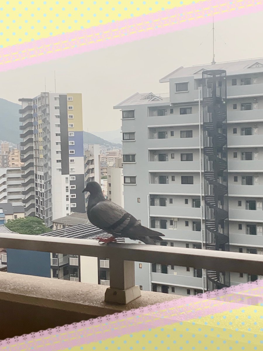 polaris_333's tweet image. サロンのベランダに
🐦鳩さんが遊びにきたので
こっそり🕊撮影📸
