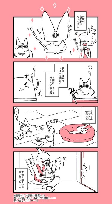 なんやかんや子猫に遠慮しちゃう猫。
今じゃ我先にと構ってる。 