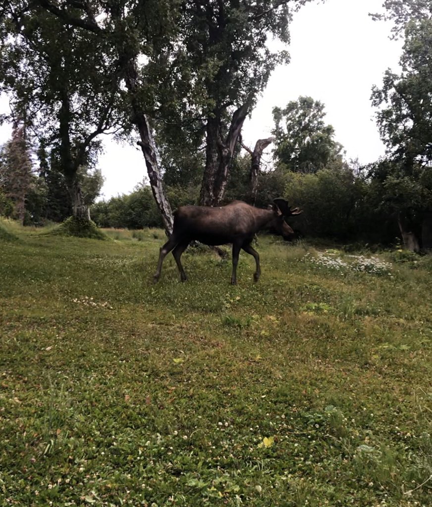 Trex530's tweet photo. I saw a mother fuckin moose today. 40 ft behind me while playing disc golf π€―. #alaskadiscgolf #discgolf2020 #bucketlist https://t.co/8ff5qYq3yI