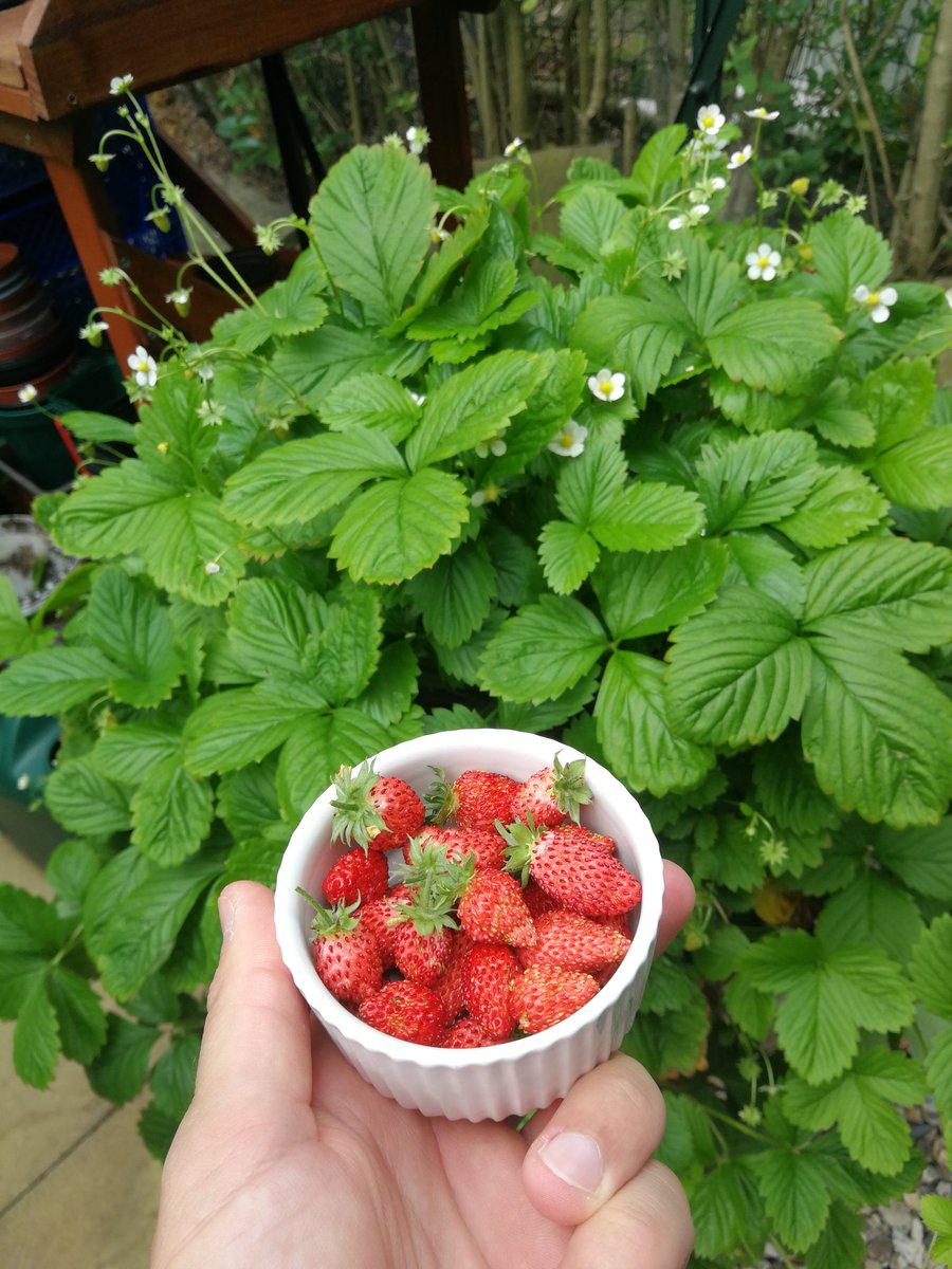MattLBerry's tweet photo. The labours of lockdown begin to bear fruit! 🍓 https://t.co/AGzTKqjiWv