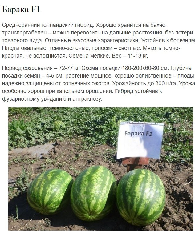 so_awful's tweet photo. был бы ты человеком блять https://t.co/JK9PuFAceH