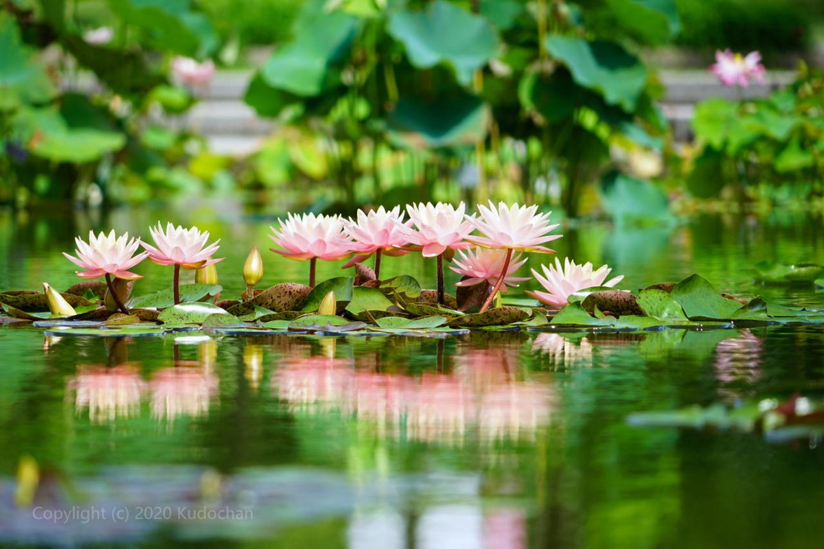 ট ইট র Kudochan 関西最大級の花蓮 睡蓮展 いろんな水生植物が見れました 無料 笑 睡蓮 蓮の花 咲くやこの花館
