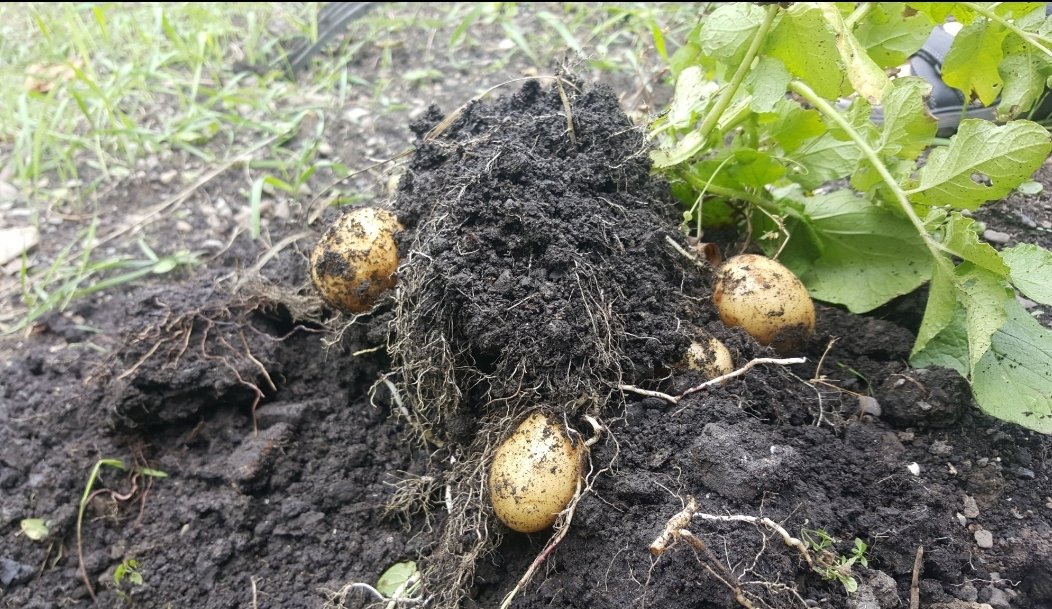 InfirmaryGarden's tweet photo. We're in the Garden today at noon, Saturday 18th July 2020. Let's dig some spuds https://t.co/KubZL5l564