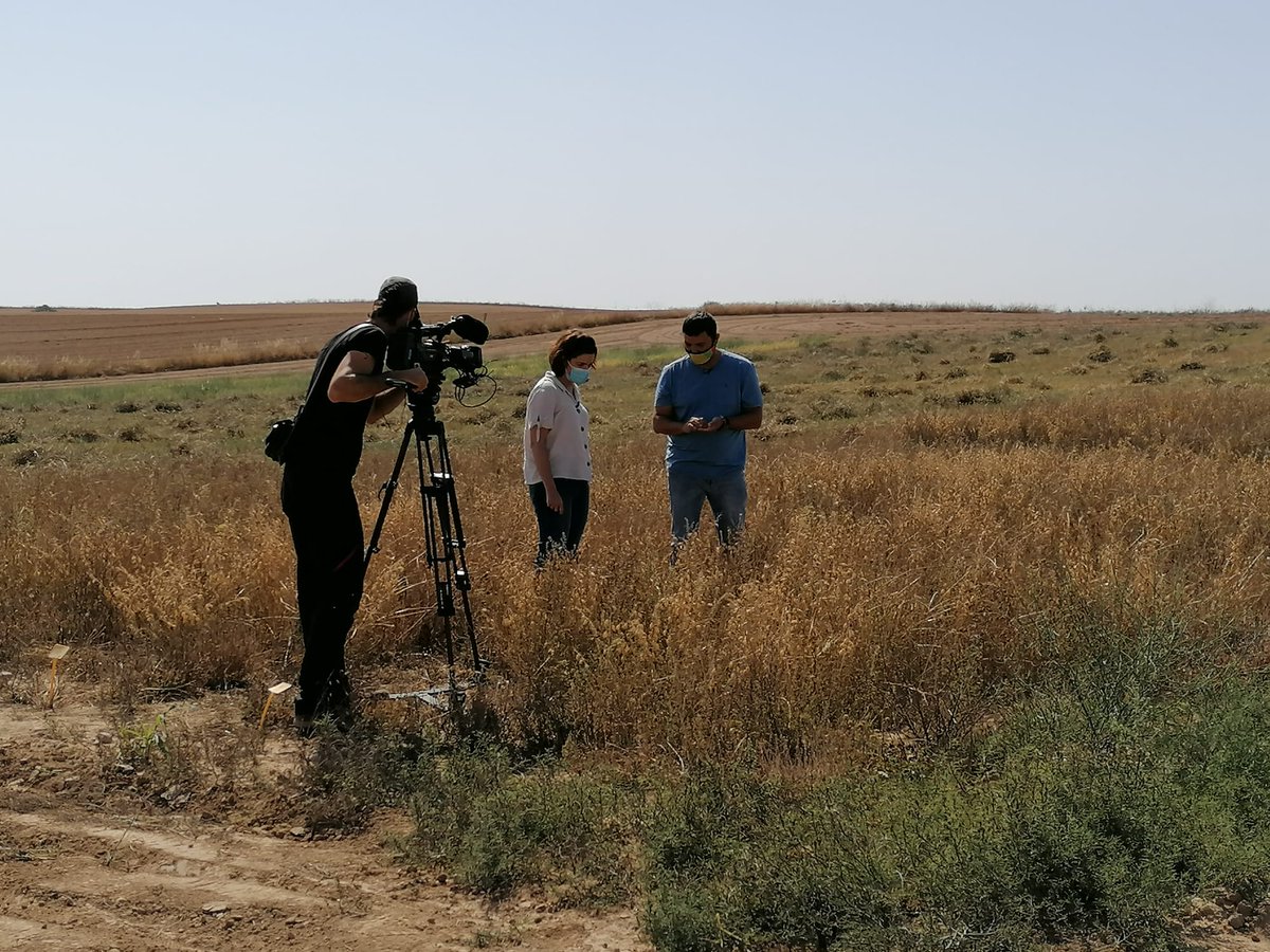 red_arax's tweet photo. ESTRENO TELEVISIVO‼️

Estamos satisfechos 😀. Hoy presentamos nuestro proyecto de recuperación de garbanzo autóctono @CITAAragon y variedades comerciales @AgrovegetalSA en @aragontv 📺. No podía ser con otros que con nuestros amigos de @Temperotv 🌾(15:15h). 

🎥 @coopdezuera https://t.co/XTxtj2ty7z