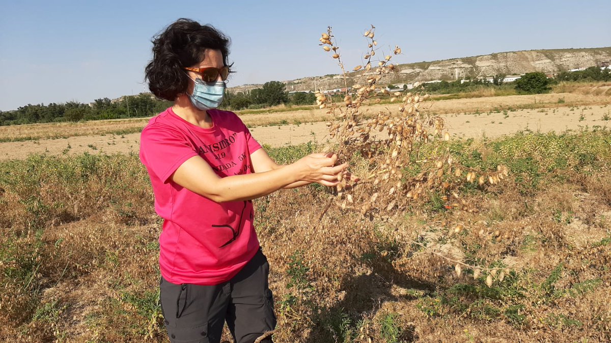 red_arax's tweet photo. ESTRENO TELEVISIVO‼️

Estamos satisfechos 😀. Hoy presentamos nuestro proyecto de recuperación de garbanzo autóctono @CITAAragon y variedades comerciales @AgrovegetalSA en @aragontv 📺. No podía ser con otros que con nuestros amigos de @Temperotv 🌾(15:15h). 

🎥 @coopdezuera https://t.co/XTxtj2ty7z