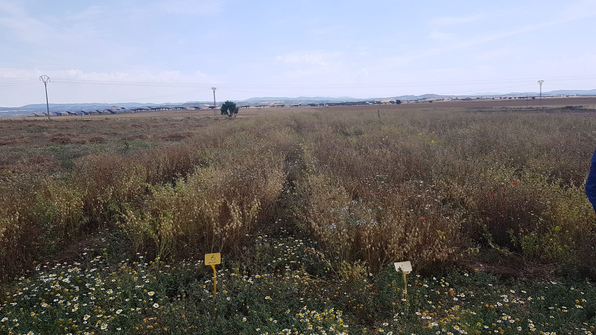 ESTRENO TELEVISIVO‼️

Estamos satisfechos 😀. Hoy presentamos nuestro proyecto de recuperación de garbanzo autóctono <a href="/CITAAragon/">CITA Aragón</a> y variedades comerciales <a href="/AgrovegetalSA/">Agrovegetal SA</a> en <a href="/aragontv/">Aragón TV</a> 📺. No podía ser con otros que con nuestros amigos de <a href="/Temperotv/">Tempero</a> 🌾(15:15h). 

🎥 <a href="/coopdezuera/">Cooperativa de Zuera</a>