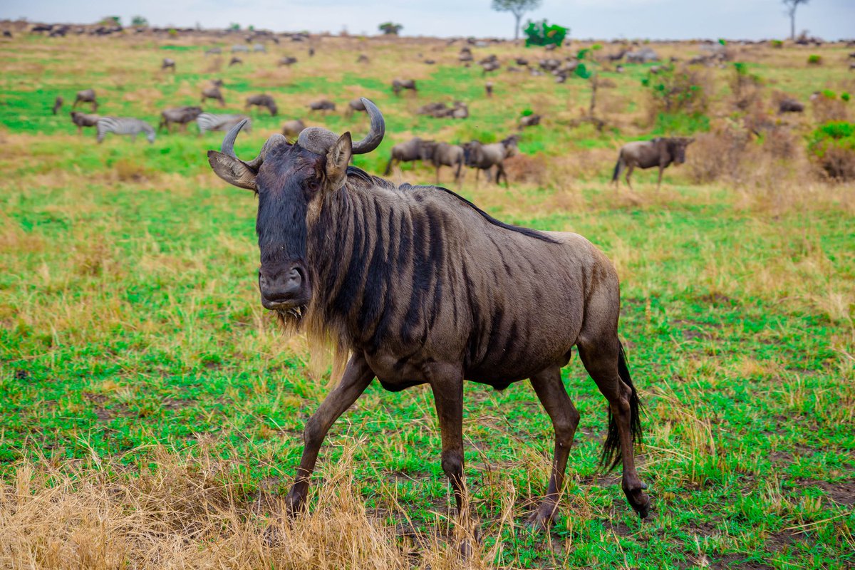 AdamMaina_'s tweet photo. Maasai Mara was beautiful and memorable. More snapshots by Infinity Clix. #MagicalKenya #BOUNTIFULDeals https://t.co/ObuIAgpncr
