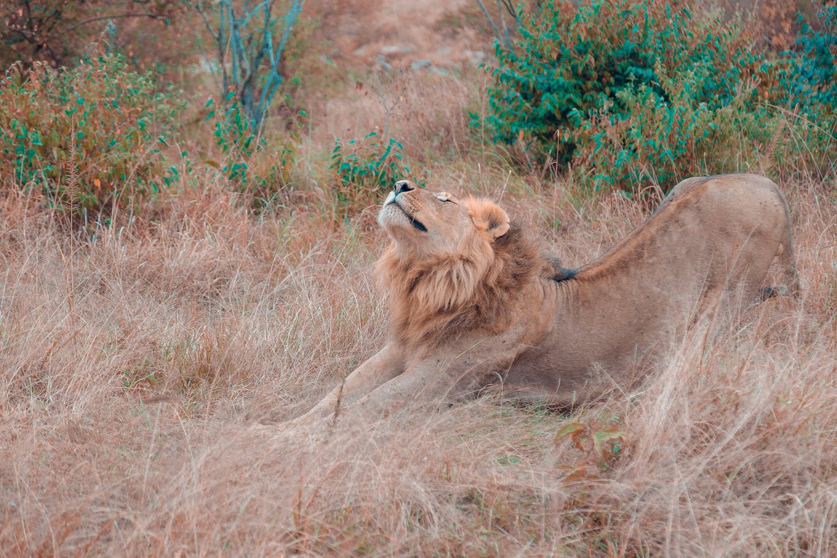 AdamMaina_'s tweet photo. Maasai Mara was beautiful and memorable. More snapshots by Infinity Clix. #MagicalKenya #BOUNTIFULDeals https://t.co/ObuIAgpncr