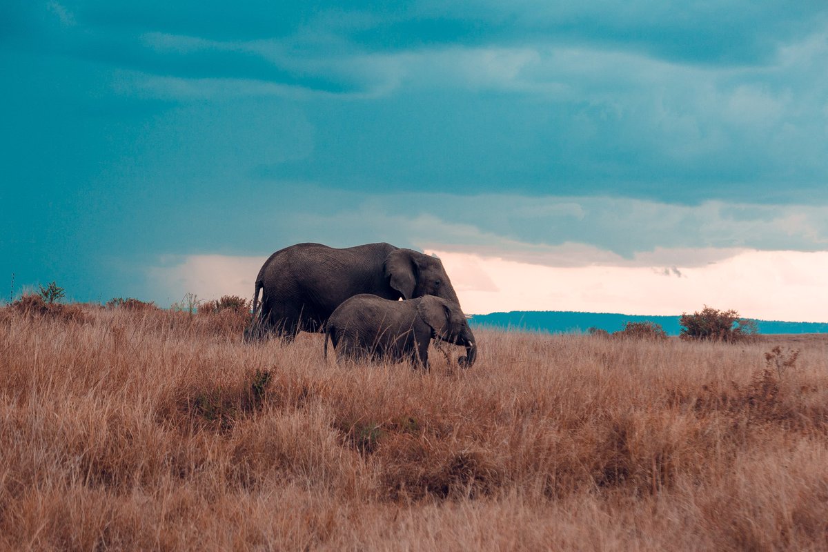 AdamMaina_'s tweet photo. Maasai Mara was beautiful and memorable. More snapshots by Infinity Clix. #MagicalKenya #BOUNTIFULDeals https://t.co/ObuIAgpncr