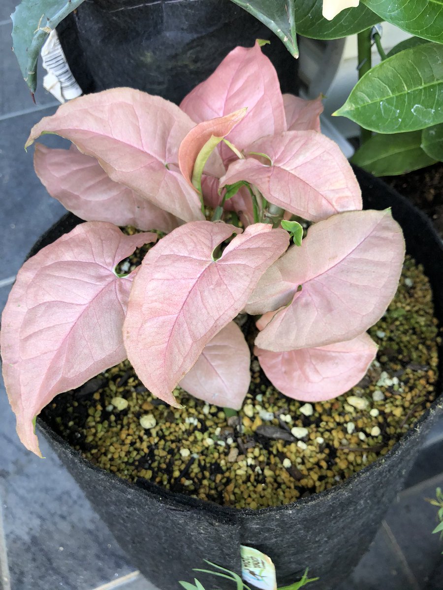 Ako Tanaka 今日は雨かと思いきや晴れたので ようやく玄関の植物たちの模様替えと 植え替え祭り ようやくイチジクも植え替えできました 大きくなあれ シンゴニウムとアグラオネマがまた復活して嬉しい イチジク イチジク栽培 シンゴニウム