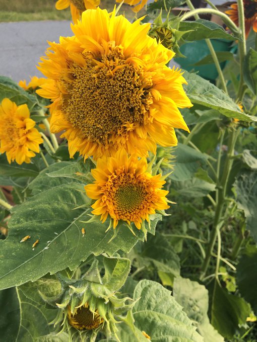 Birds are enjoying and the honey bees to 🐝:) https://t.co/o5py39FWsR