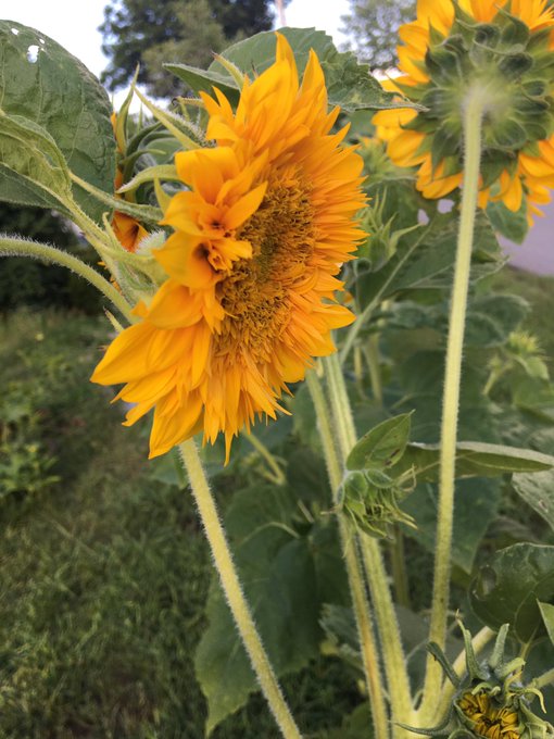 Birds are enjoying and the honey bees to 🐝:) https://t.co/o5py39FWsR