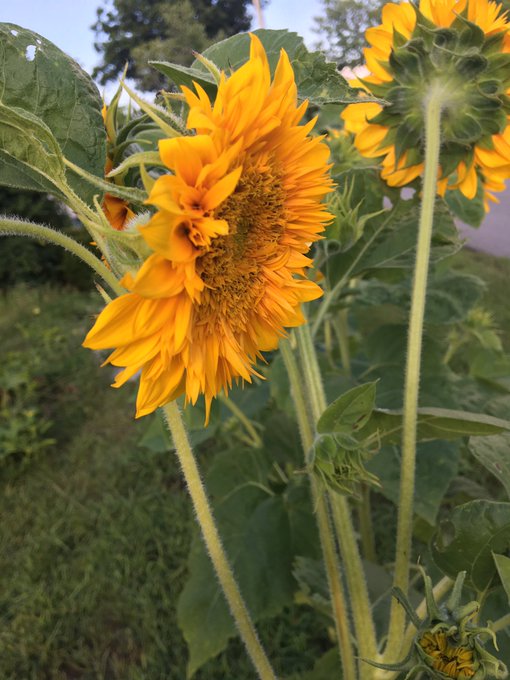 Birds are enjoying and the honey bees to 🐝:) https://t.co/o5py39FWsR<a href="/tag/transdayofvisibility"class="tags"><span>#transdayofvisibility</span></a>