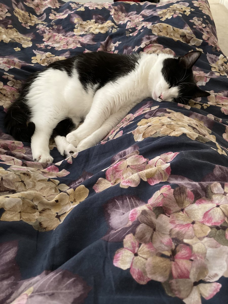 I had surgery this week and my gorgeous ex <a href="/rspcacathub/">RSPCA Cat Rehoming Hub</a> cat Jarrad hasn’t left my side since I came home from the hospital. Taking good care of me, little love 💕