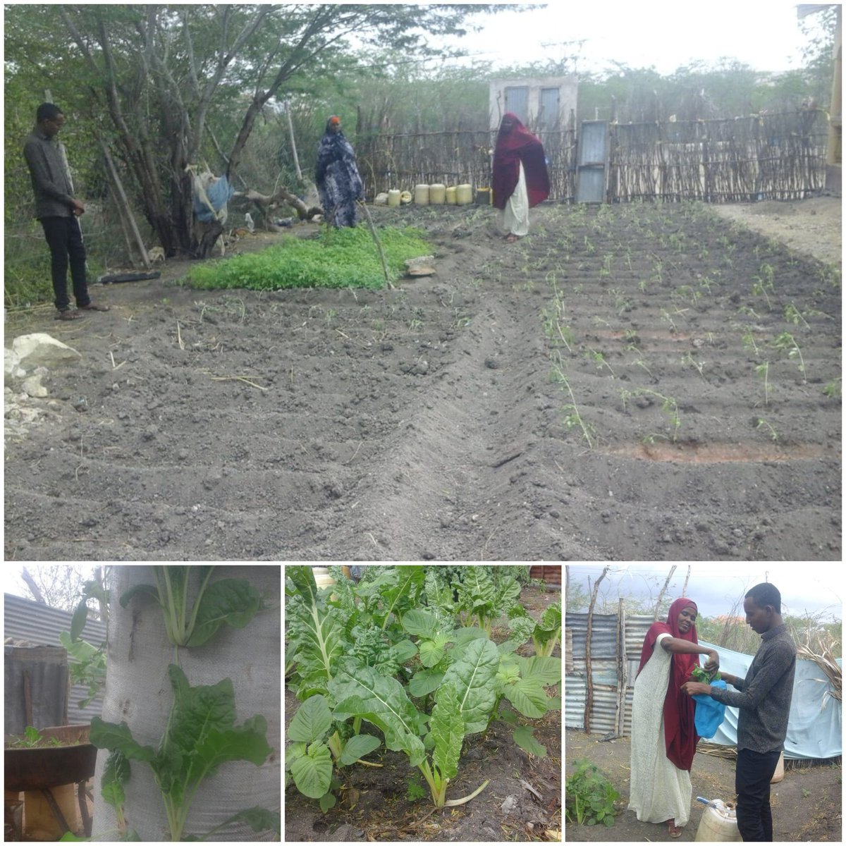 CHESOA_Kenya's tweet photo. Household kitchen gardens and IGA initiated by CHOs to support CHVs in Fafi Subcounty, Garissa County. Nutrition is important in preventing malnutrition. https://t.co/dEHTg6MUFI