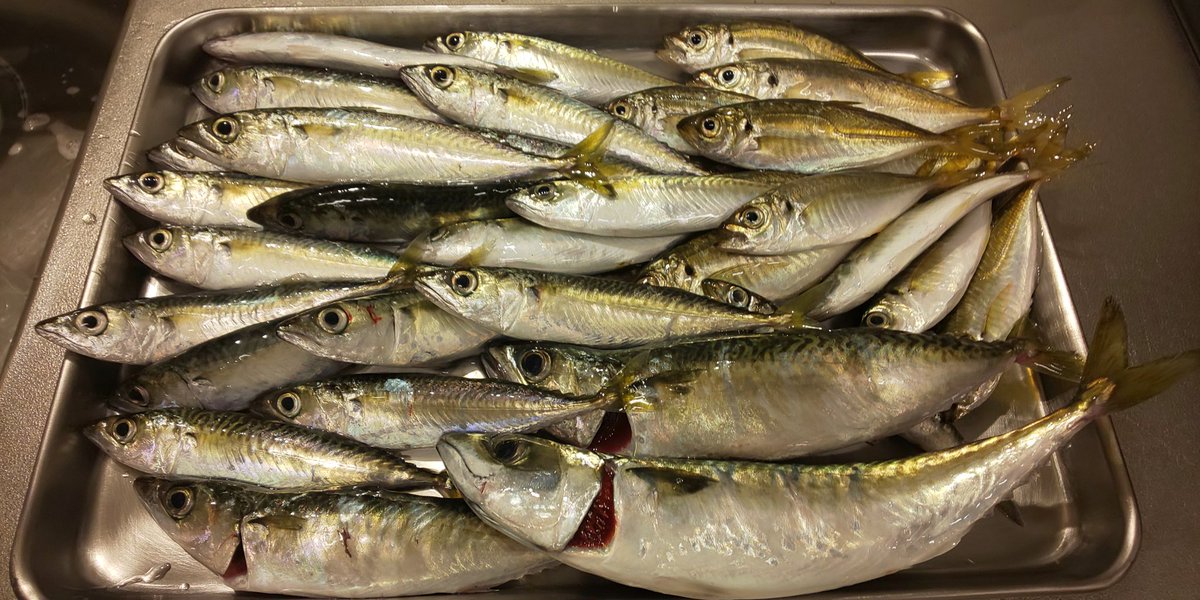 横浜南部の釣り場
16時～20時

サバ　2
ベラ　1
フグ　3
イワシ　3
豆アジ　9
子サバ　20
ウミタナゴ　1

とても魚種が豊富でした🤗
デンキウキにチャレンジするもタチウオは釣れず😗