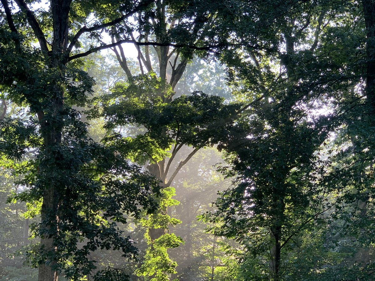 The best view of the woods are sunny summer mornings after a big rainfall the night before
