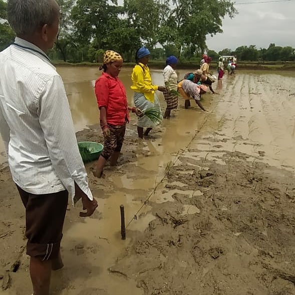 Vrutti_Catalyst's tweet photo. #Vrutti with the support of @HDFCBankCSR, implementing #HRDB program, #Balod Dist to improve the #farmers income. #Vrutti team tirelessly imparting training&providing technical guidance on #SRI implementation, #weeding, #biopesticides preparation.
#COVID19 #agriculture #water https://t.co/hbukZSka88