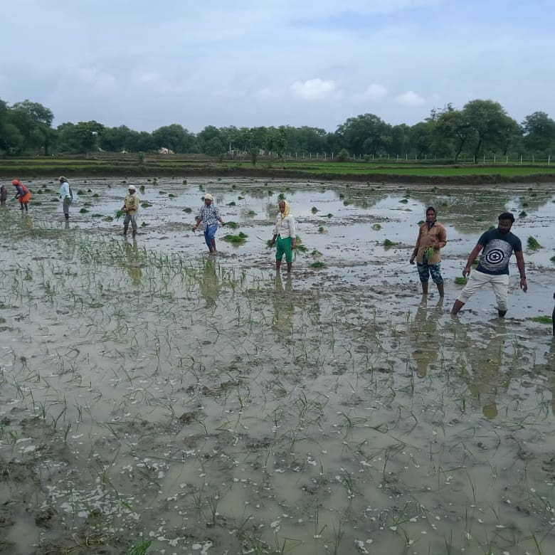 Vrutti_Catalyst's tweet photo. #Vrutti with the support of @HDFCBankCSR, implementing #HRDB program, #Balod Dist to improve the #farmers income. #Vrutti team tirelessly imparting training&providing technical guidance on #SRI implementation, #weeding, #biopesticides preparation.
#COVID19 #agriculture #water https://t.co/hbukZSka88