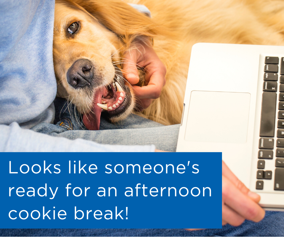 Coffee for you, treats for your pup! Are you working from home with your pets? 🐶 Remember to take a break, enjoy the company of your four legged friend!  They LOVE having you at home.  #gulfcoastpets
