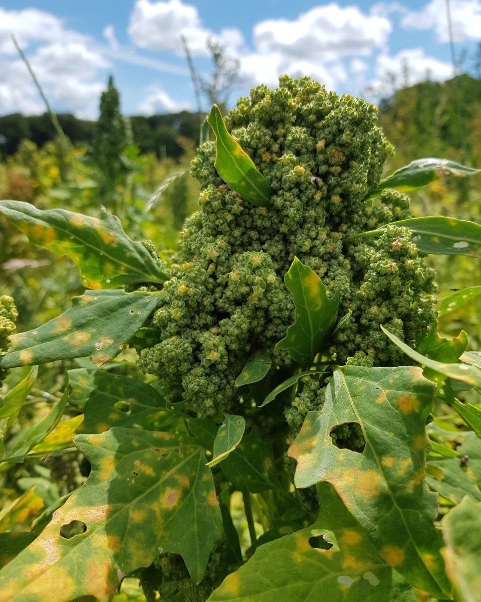 VanVelhorst's tweet photo. Biologische quinoa en boekweit op Landgoed Velhorst van @Natuurmonument. Mooie combi van Nederlandse nieuwe en oude gewassen.

https://t.co/T2EdGmaQOD https://t.co/U2xDCiMejK