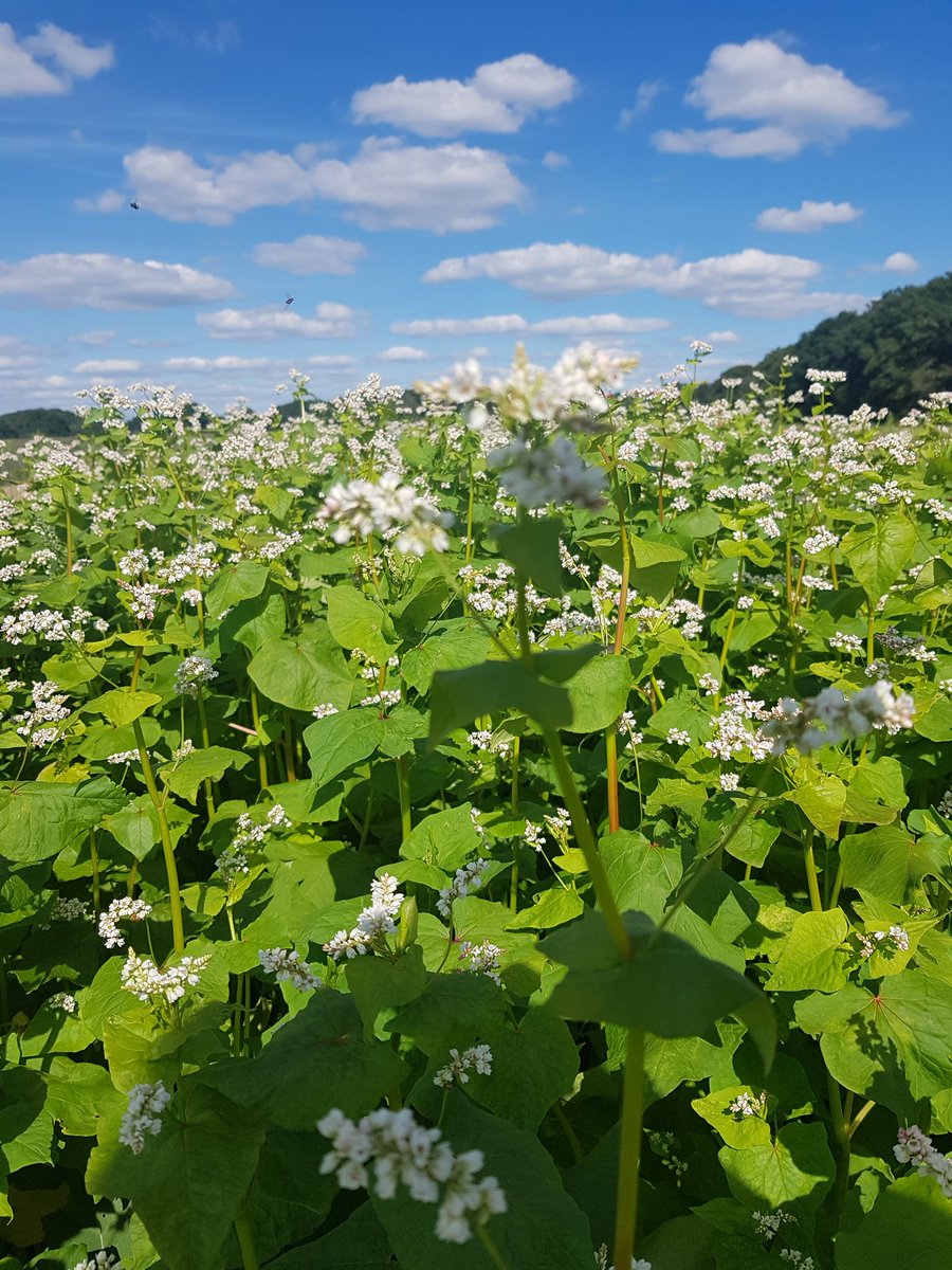 VanVelhorst's tweet photo. Biologische quinoa en boekweit op Landgoed Velhorst van @Natuurmonument. Mooie combi van Nederlandse nieuwe en oude gewassen.

https://t.co/T2EdGmaQOD https://t.co/U2xDCiMejK