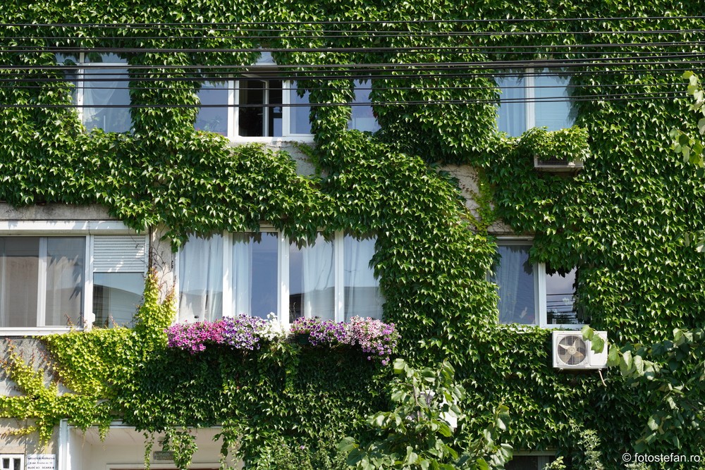 FotoStefan's tweet photo. In Bucharest we can see quite a few building like this, surrounded by plants and decorated with flowers ! #nature #green #storyofthestreet #lensonstreet #streetexploration #Romania #unhiddenbucharest https://t.co/1AtkV74OQZ