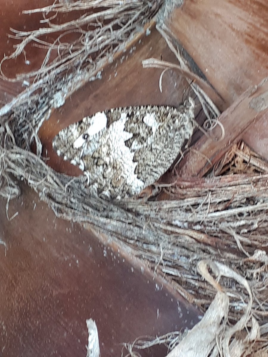 bradley_poet's tweet photo. #WoodGrayling, in French #LeSilene. #Silenus was the tutor of #Dionysos, Greek god of wine.He was reputed to be very wise, and admired by #Schopenhauer, the German philosopher. This butterfly is not in #AKaleidoscopeOfButterflies but I shall write a poem soon.#ButterflyPoems https://t.co/4JHtfIZnk5