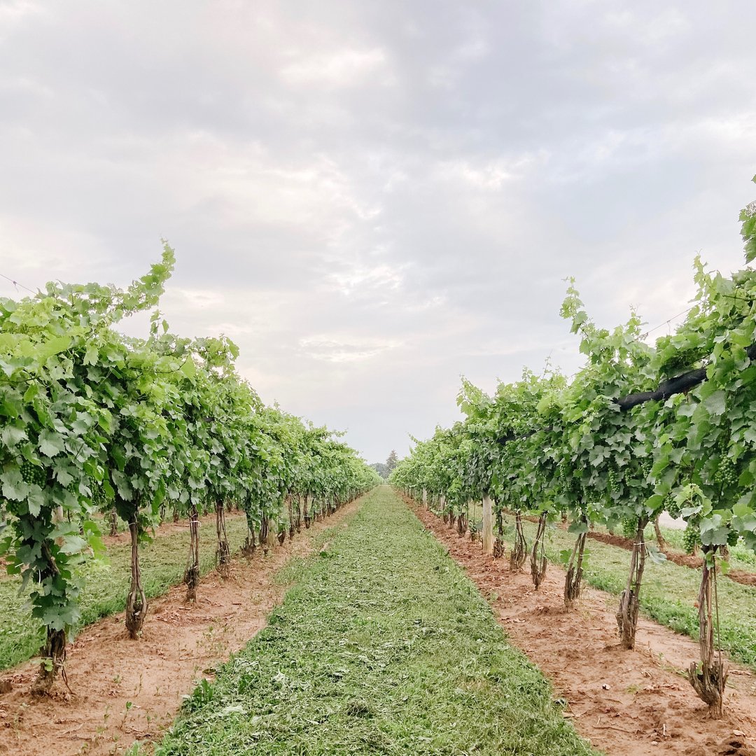 Happy Saturday! Niagara is ready for you this weekend! 
🍇
Come visit with us and explore the beauty held within these vines. 
🍇
Where would you like to go? We can build a fully custom private tour to meet the needs of your day. Call or email us for further details - link in