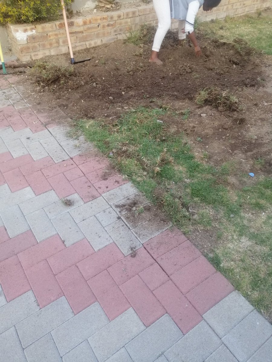 lekapu_11's tweet photo. Replacing lawn with a Vegetable Garden.
#67minutes
#SmallerScaleFarming
#MakingFarmingFashionable https://t.co/AWz63iNz6a
