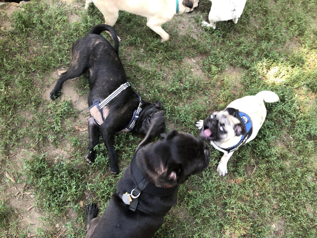 TychoPug's tweet photo. I got to meet other pugs today 🤩👍❤️
#tychothepug #pug #pugs #puppy #puglife #DogsofTwittter #pugmeetup https://t.co/NwNqiA85lV