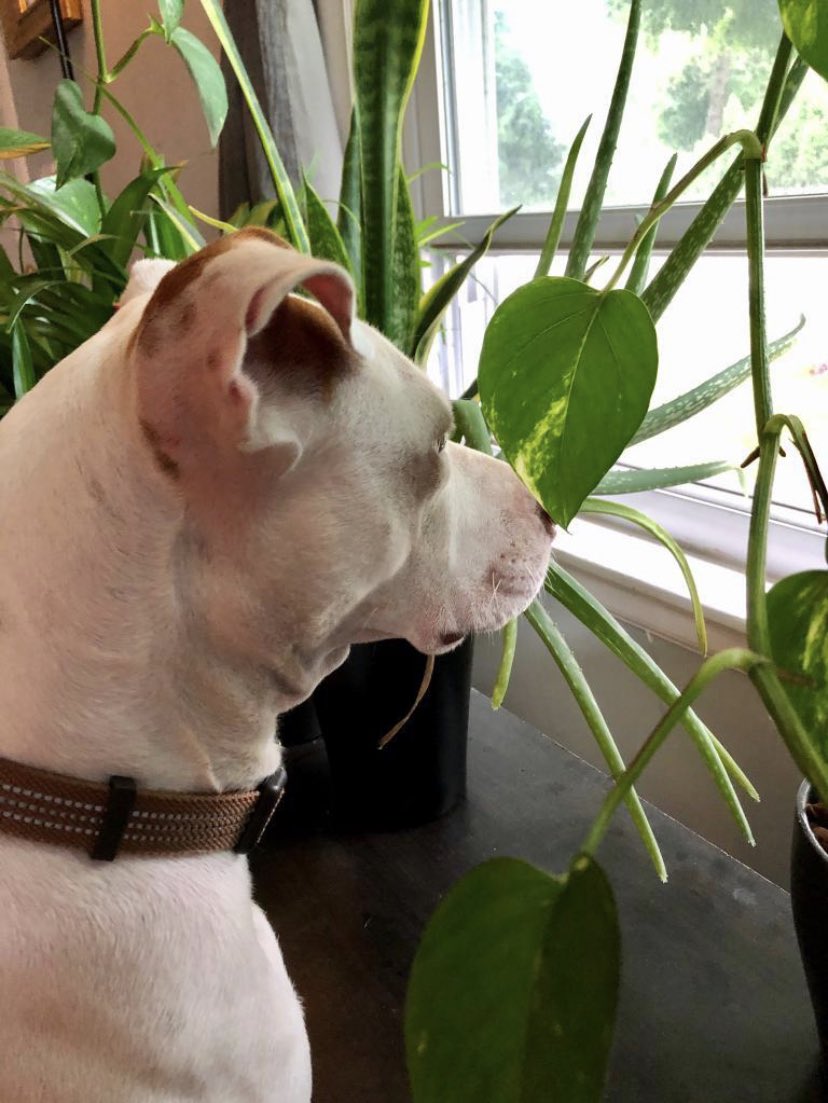 Dogs4DemsUP's tweet photo. Tofu, Rapid Response Barker for Dogs For Dems, is always focused on looking towards the future @JoeBiden will bring to this country and also squirrels, but mostly the future. #Dogs4Biden #dogs4dems https://t.co/rEqEzF9WjS