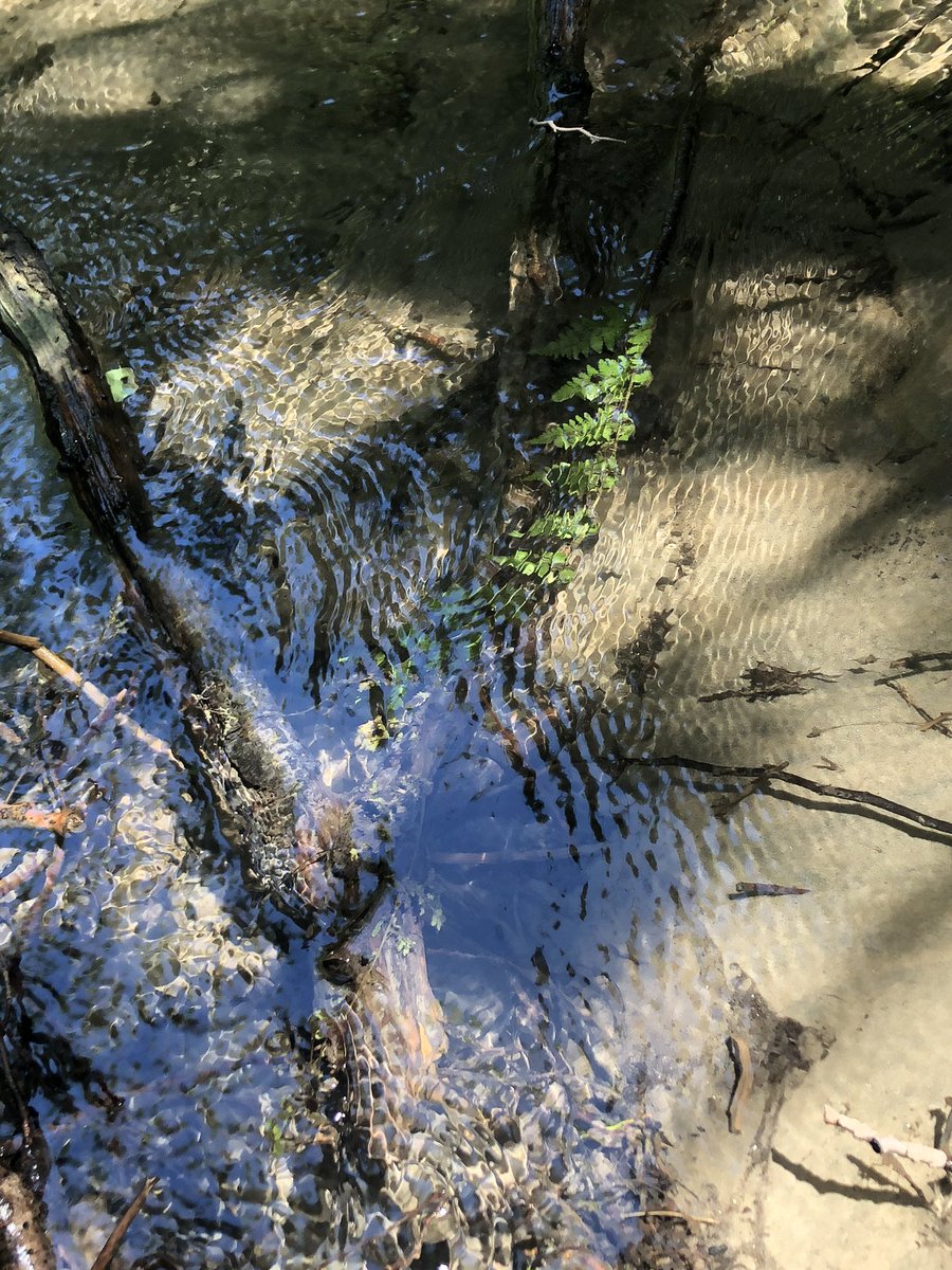 scouternikki's tweet photo. Sights from Tuesday’s 5 km hike through Secord Forest #wrhike @SKScouts https://t.co/OzIuWxcck5