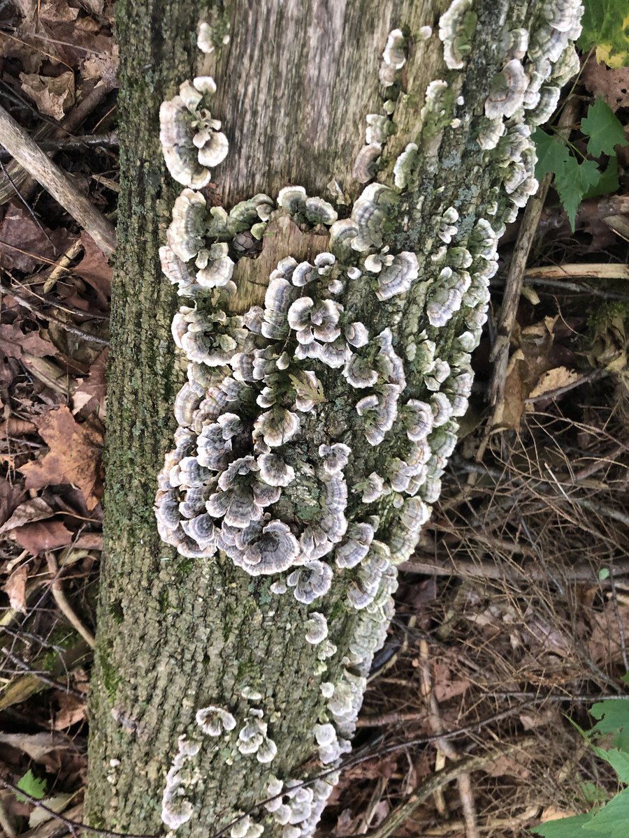 scouternikki's tweet photo. Sights from Tuesday’s 5 km hike through Secord Forest #wrhike @SKScouts https://t.co/OzIuWxcck5