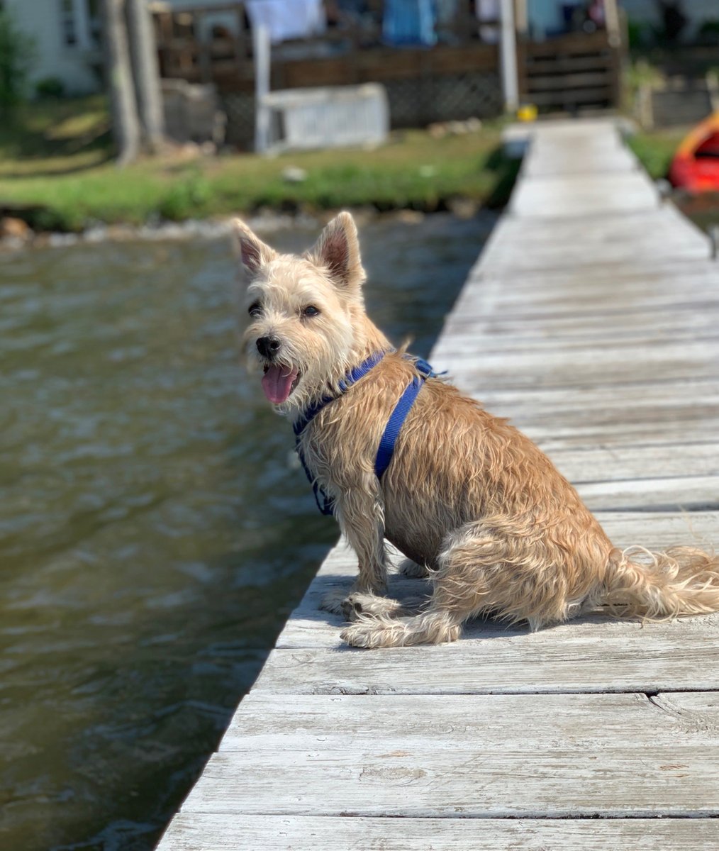 petsuppliesplus's tweet photo. "Summer loving had me a blast
Summer loving happened so fast..."
#petsuppliesplus #minusthehassle #summerlove #weekendfeels #vibes #mustlovepets #sweetsummertime
Photo Credit: Jessica C. https://t.co/aVAnNsr2WS