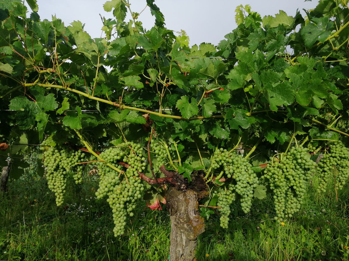 TenutaDiAngoris's tweet photo. Tra non molto il nostro Merlot dei Colli Orientali affronterà una delle ultime fasi che precedono la vendemmia, questa fase viene chiamata INVAIATURA🍇
#angoris #merlot #colliorientali #harvest2020 #wine #friuli https://t.co/XYsGKFtGKS