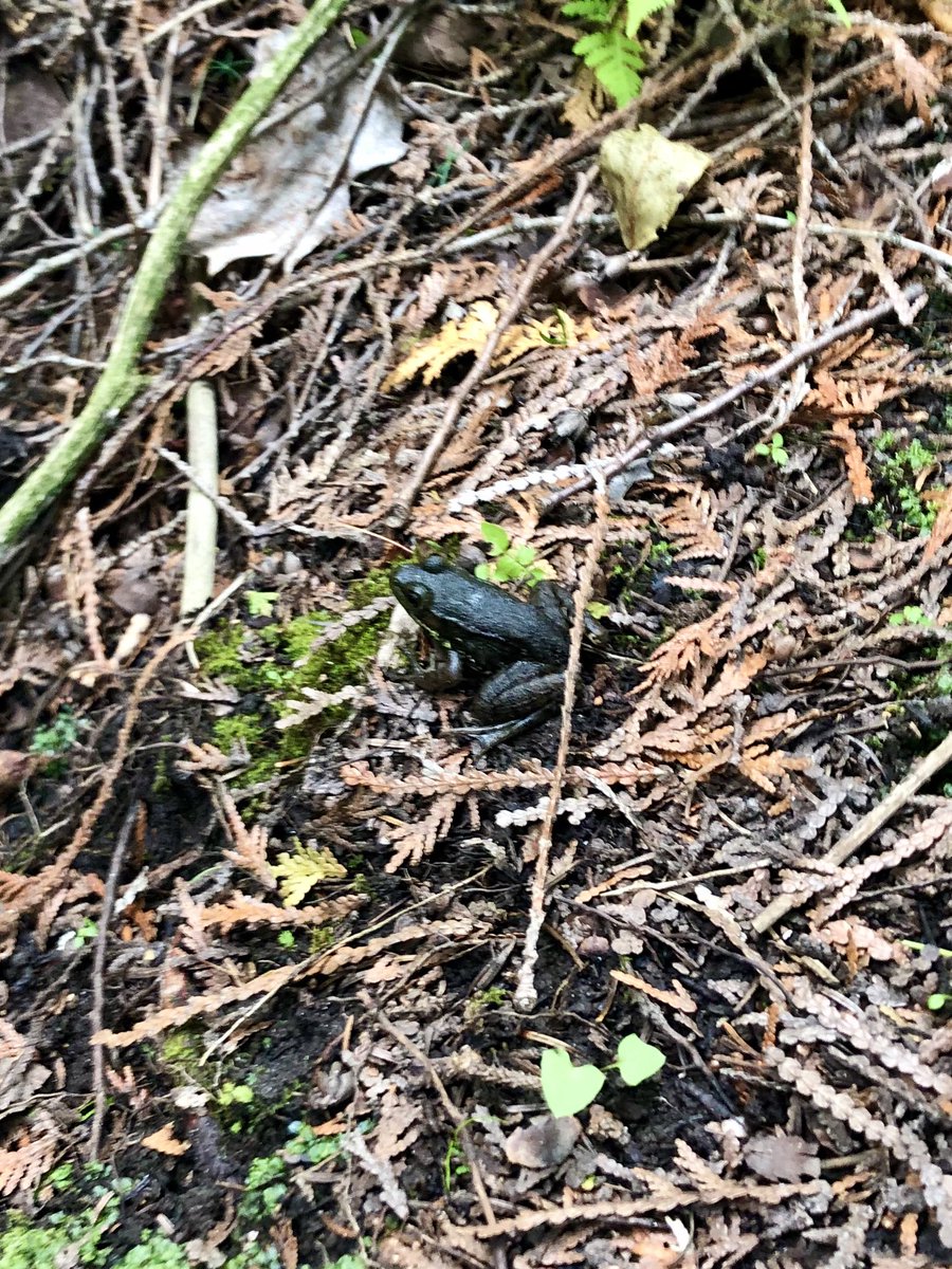 scouternikki's tweet photo. Hi! I don’t know what kinda frog this is. Found in Goodwood Ontario in Secord Forest. Can someone help me identify? @NCC_CNC @ortahikes @TRCA_Edu #frogs https://t.co/PQrsdAJ6Nm