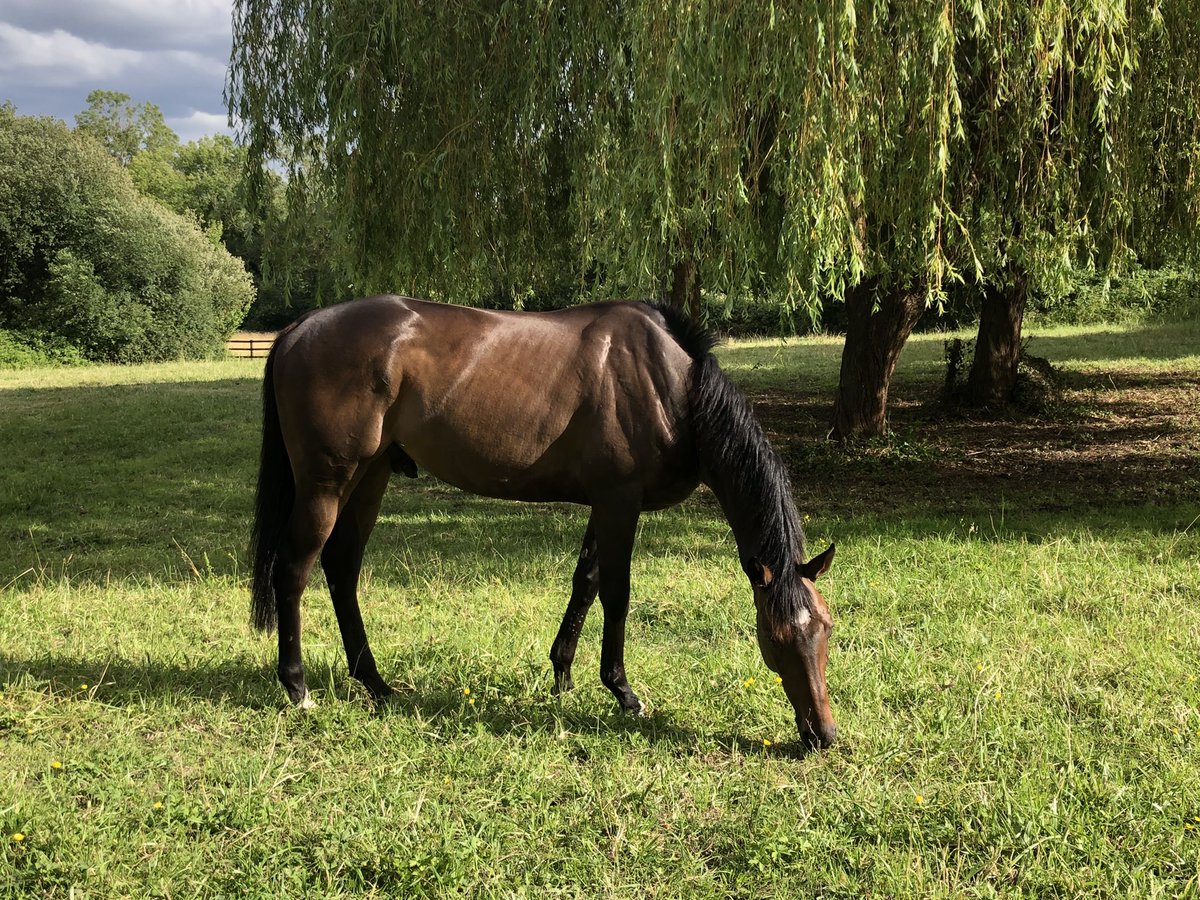 AlexRosaRacing's tweet photo. Private paddock is now available for our horses in training at Deauville racecourse. Only 5 minutes away from the stable, easy for sunny afternoon relaxing or short breaks! #AnimalWelfare @fgdeauville https://t.co/RRL8A31DFb