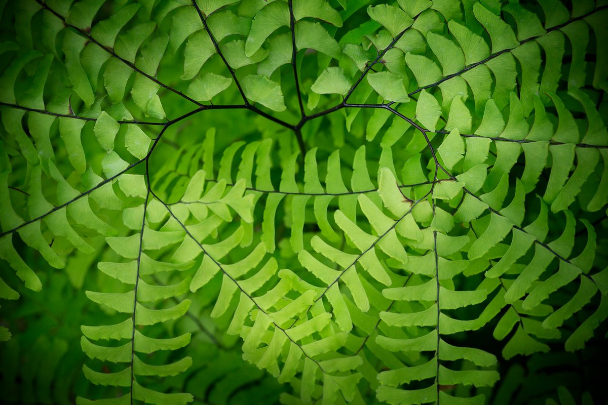 The_RHS's tweet photo. This week's episode of the #RHSPodcast is all about fantastic ferns! @theblkgardener shares his love of the majestic tree fern, Dicksonia antarctica, and we head to Stumpery at @RHS_Rosemoor to meet a magnificent cast of ferns. 

Listen now: https://t.co/RRFXrRobGK https://t.co/Q5t1rw7W3S