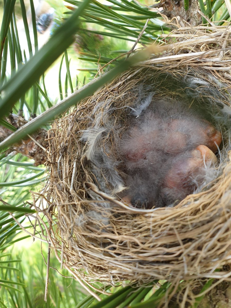 Citril Finch nest