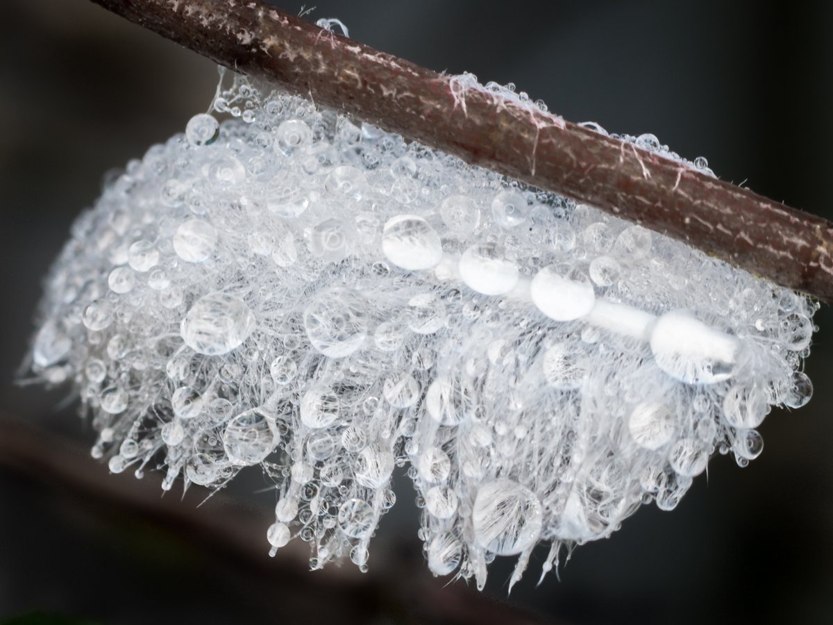 ElliotSampford's tweet photo. Feather diamanté purse. #macrophotography #macro #waterdroplets @DigitalSLRPhoto @AP_Magazine @practphoto @CanonUKandIE https://t.co/mZBdVZ7J5G